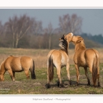Chevaux_Henson_23_03_2015_019-border.jpg