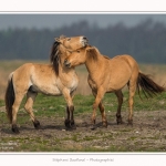Chevaux_Henson_23_03_2015_020-border.jpg