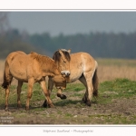 Chevaux_Henson_23_03_2015_021-border.jpg