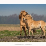 Chevaux_Henson_23_03_2015_022-border.jpg
