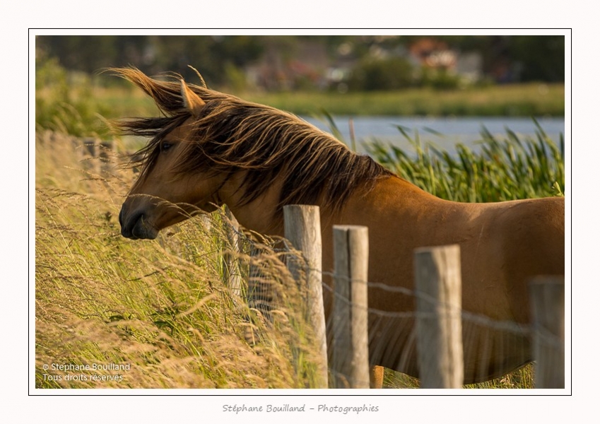 Henson_06_07_2015_001-border
