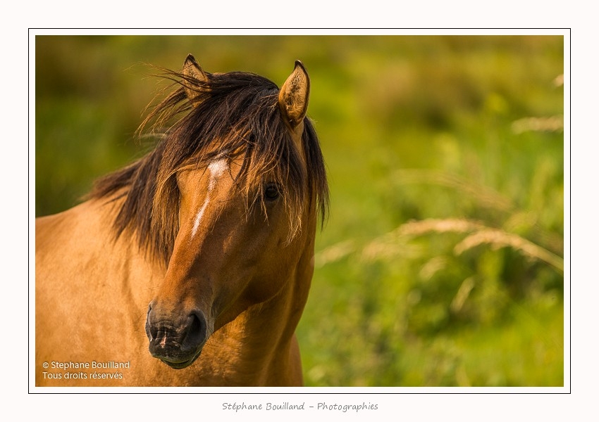 Henson_06_07_2015_009-border