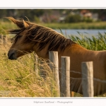 Henson_06_07_2015_001-border
