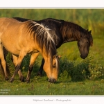 Henson_06_07_2015_003-border