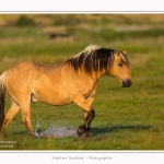 Henson_06_07_2015_004-border