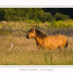 Henson_06_07_2015_005-border
