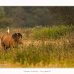 Henson_06_07_2015_006-border
