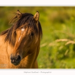 Henson_06_07_2015_009-border
