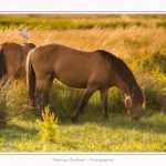 Henson_06_07_2015_014-border