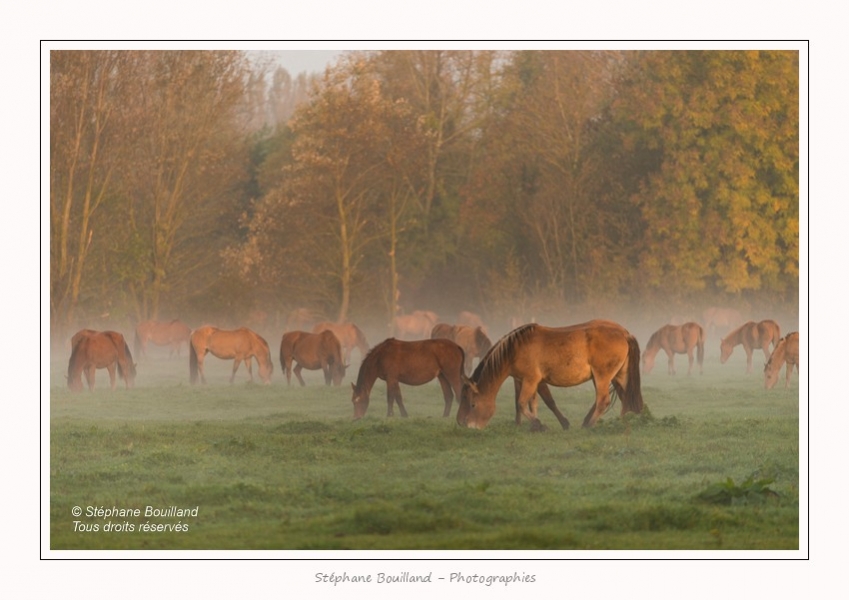 Henson_StQuentinEnTourmont_26_10_2015_007-border