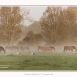 Henson_StQuentinEnTourmont_26_10_2015_001-border