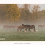 Henson_StQuentinEnTourmont_26_10_2015_003-border