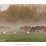 Henson_StQuentinEnTourmont_26_10_2015_004-border