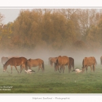 Henson_StQuentinEnTourmont_26_10_2015_005-border