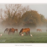Henson_StQuentinEnTourmont_26_10_2015_006-border