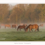Henson_StQuentinEnTourmont_26_10_2015_007-border