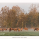 Henson_StQuentinEnTourmont_26_10_2015_008-border