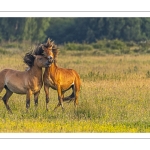 Jeux de chevaux Henson