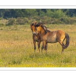 Jeux de chevaux Henson