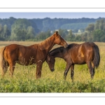 chevaux dans les renclôtures