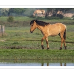 Chevaux Henson