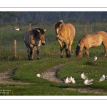 Chevaux Henson