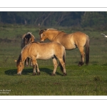 Chevaux Henson
