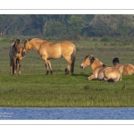 Chevaux Henson