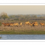 Chevaux Henson au marais du Crotoy en Baie de Somme