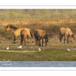 Chevaux Henson au marais du Crotoy en Baie de Somme