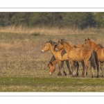 Chevaux Henson au marais du Crotoy en Baie de Somme