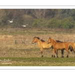 Chevaux Henson au marais du Crotoy en Baie de Somme