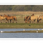 Chevaux Henson au marais du Crotoy en Baie de Somme