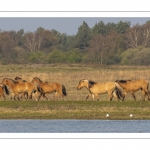 Chevaux Henson au marais du Crotoy en Baie de Somme