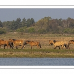 Chevaux Henson au marais du Crotoy en Baie de Somme