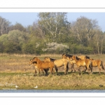 Chevaux Henson au marais du Crotoy en Baie de Somme