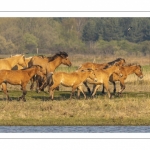 Chevaux Henson au marais du Crotoy en Baie de Somme