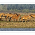 Chevaux Henson au marais du Crotoy en Baie de Somme