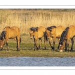 Chevaux Henson au marais du Crotoy en Baie de Somme