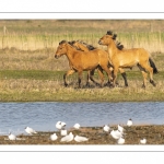 Chevaux Henson au marais du Crotoy en Baie de Somme