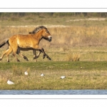 Chevaux Henson au marais du Crotoy en Baie de Somme