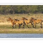 Chevaux Henson au marais du Crotoy en Baie de Somme