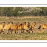 Chevaux Henson au marais du Crotoy en Baie de Somme