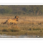 Chevaux Henson au marais du Crotoy en Baie de Somme