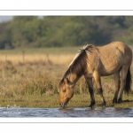 Chevaux Henson au marais du Crotoy en Baie de Somme