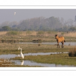 Chevaux Henson au marais du Crotoy en Baie de Somme