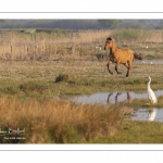 Chevaux Henson au marais du Crotoy en Baie de Somme