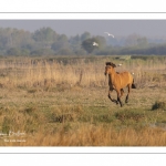 Chevaux Henson au marais du Crotoy en Baie de Somme