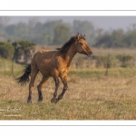 Chevaux Henson au marais du Crotoy en Baie de Somme