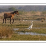 Chevaux Henson au marais du Crotoy en Baie de Somme